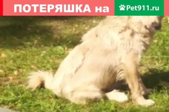 Найдена собака в парке Сокольники, контактный телефон