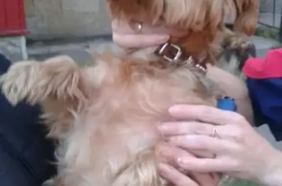 Собака найдена возле магазина в Павловске