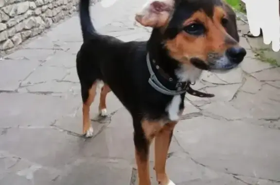 Найден пёсик в Калиново, Московская область