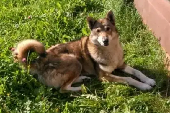 Найдена собака в Маршово, Ивановская область