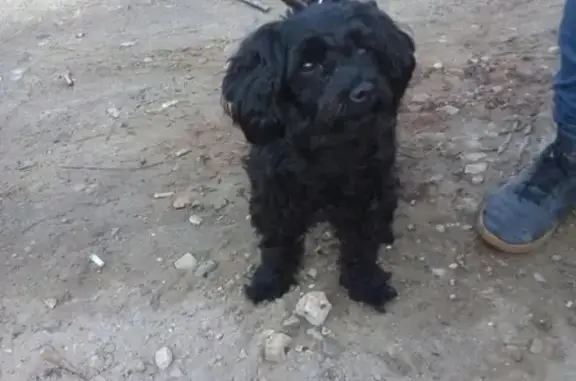 Найдена собака Белоусово, возле Магнита