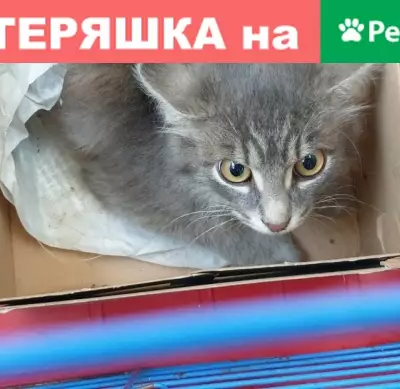 Найден котенок в р-не Щорса-Попова, ищут хозяина