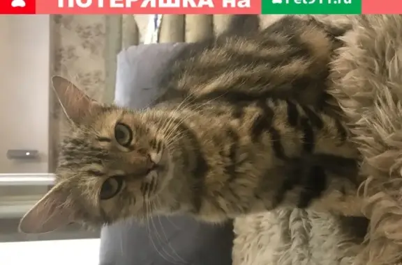 Найдена кошка на улице Альпийская, 27
