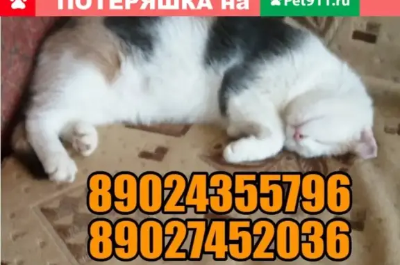 Пропала кошка Мурка в Йошкар-Оле, ул. Дачная.