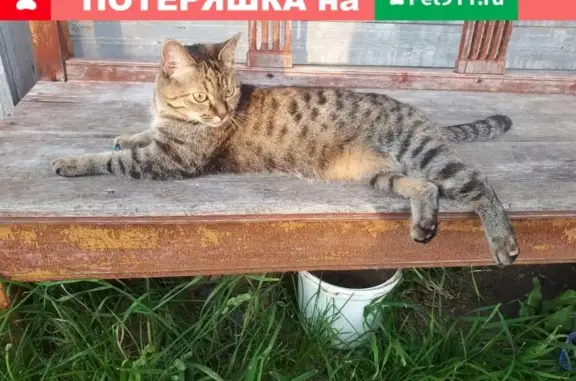 Пропала кошка Мася на Полярная-Ломоносова в Северодвинске [id329604409|Алёнка Некипелова]