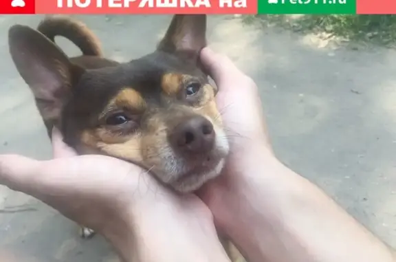 Найдена собака в Дзержинце