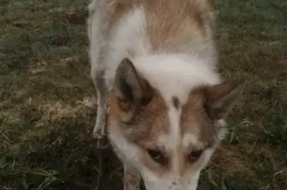 Пропала собака Ева в д. Новый Спас, Владимирская область