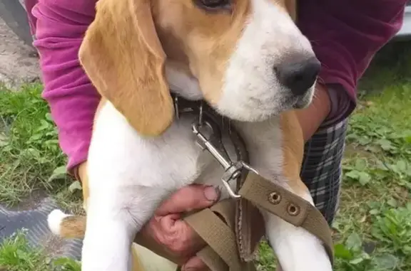Найдена собака возле водоканала и авторемонтного завода в Бору