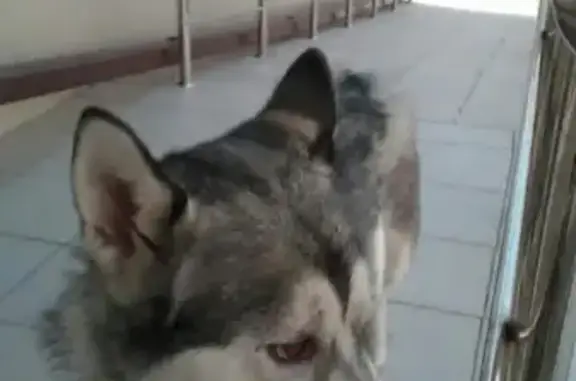 Найдена собака в районе университета МВД #Собаки@stav_nahodka