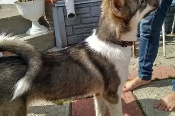 Найдена собака в деревне Ивашково, Московская обл.