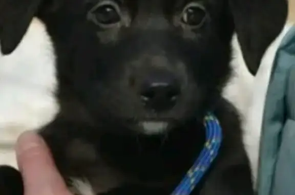 Потерянные животные Москва, фото: Пропала собака Бэкки, ул. Свободы 81к1, Москва