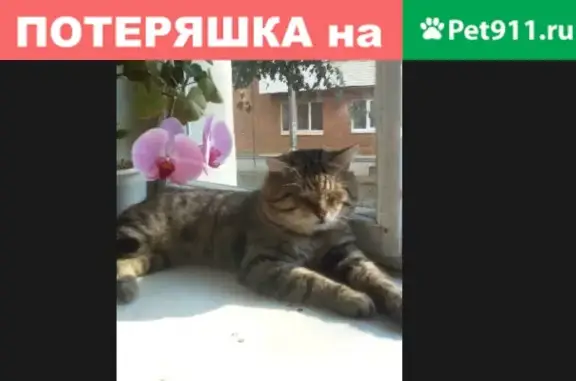 Пропала кошка в Воткинске: полосатый, серый с рыжа, сломанный клык и больной глаз.