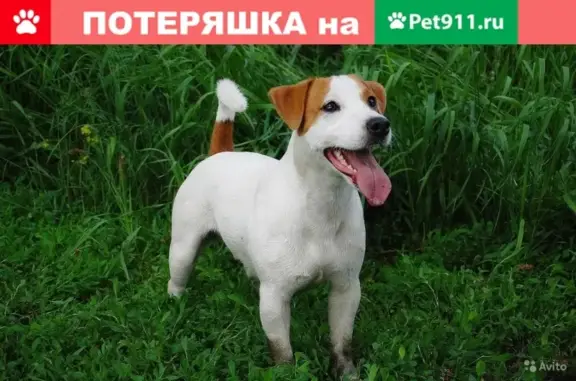 Пропала собака возле Ивановского, Воронежская обл.
