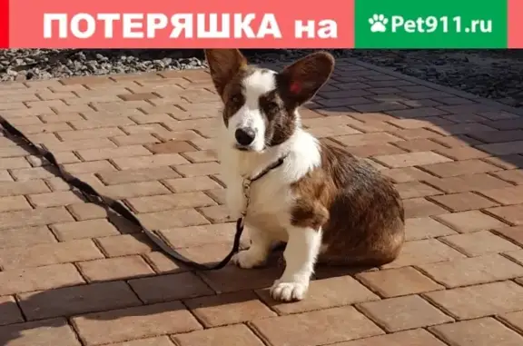 Собаки потеряшки, Белгород, фото: Потеряшка собака Корги в Белгороде с клеймом