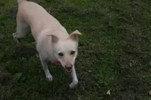 Потеряшка собака в Белкинском парке Обнинска