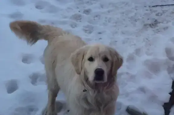 Пропала собака Ден в Кулебаках, Нижегородская область