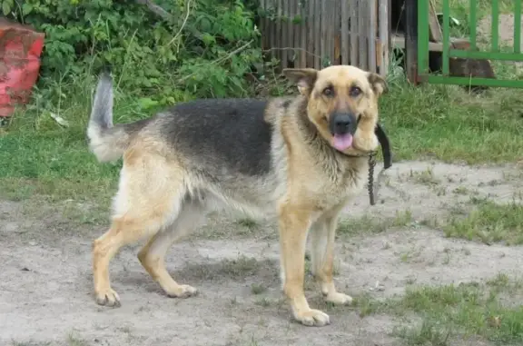 Пропала собака в Петрозаводске, вознаграждение гарантировано