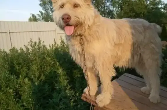 Пропала собака Барон в Красной пресне, Московская область