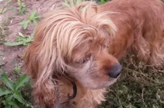 Найдена собака в Кинель-Черкассах