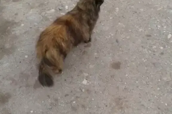 Пропала кошка Тузя в районе Призма, Волочаевская, 1-я Выборгская