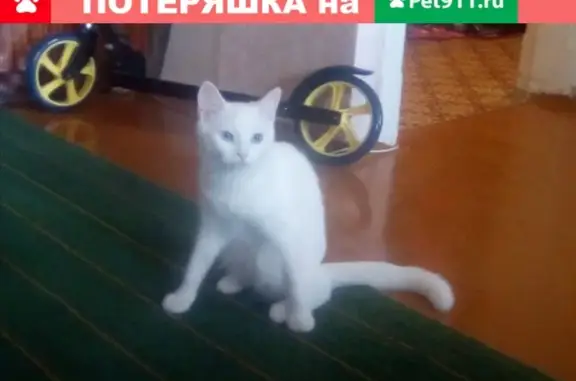 Пропала белая кошка по адресу Богдана Хмельницкого, 153.