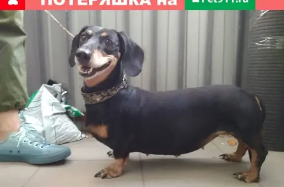 Собака Такса найдена в Москве на Сигнальном проезде.