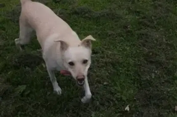 Собака найдена в Обнинске, Россия.