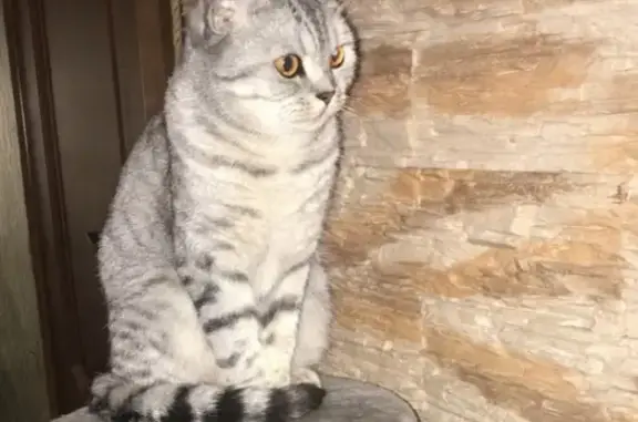 Пропала кошка Иви в Мурманске