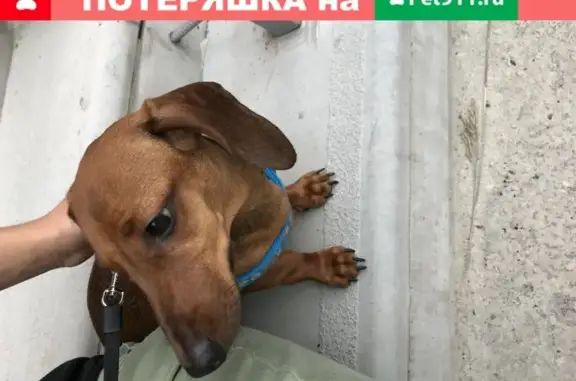Собака Такса найдена на ул. Ивана Чугурина, Н. Новгород