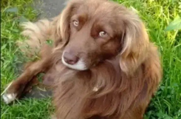 Собаки потеряшки, Нижний Новгород, фото: Потеряшка собака в Нижнем Новгороде, приметы: чёрный ошейник, седая борода.