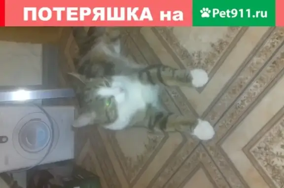 Пропала кошка Кот на ул. Победы, 2 (Московская обл.)