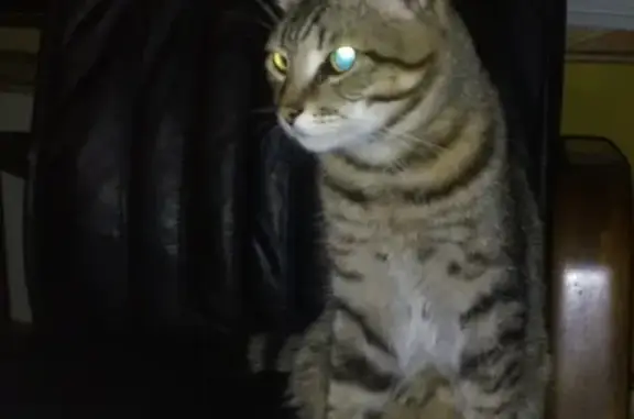 Кошки потеряшки, Москва, фото: Потеряшка кошка в Москве, Грайвороново 90А