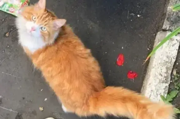 Найден домашний рыжий кот в Москве, Донской район