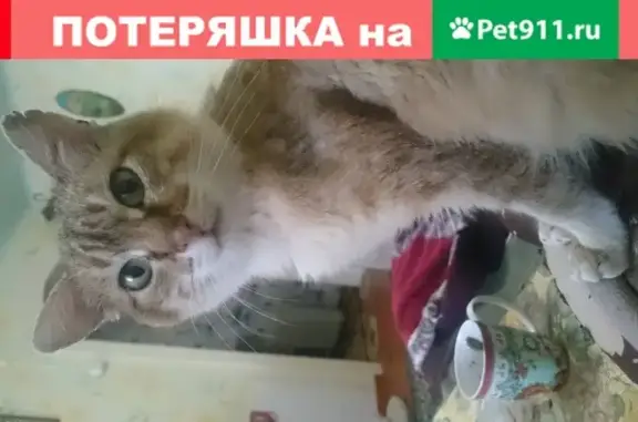 Пропала кошка на ул. Обнорского в Усть-Куте