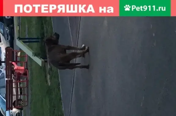 Собака на детской площадке в Тольятти