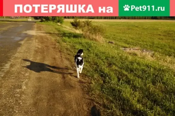 Пропала собака Лайка в Каменске-Уральском.