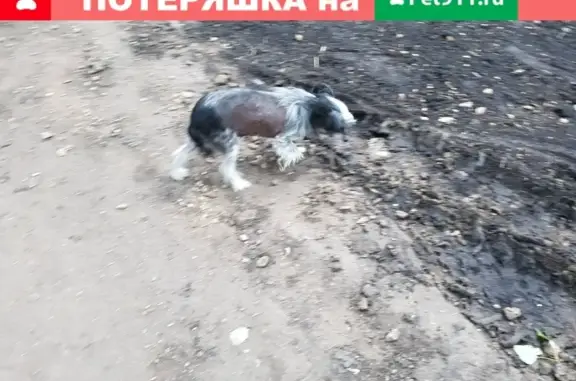 Найдена собака на ул. Юрия Гагарина, 13