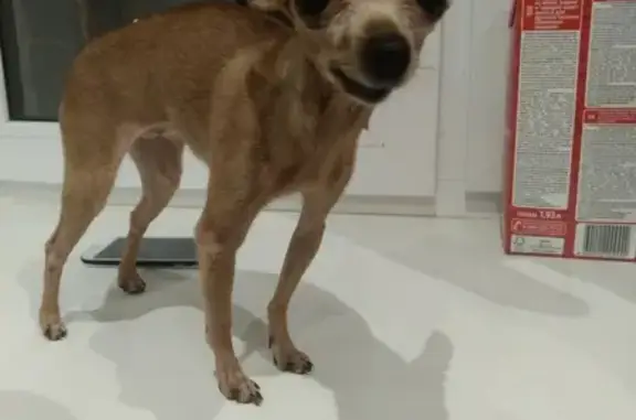 Пропала собака Молли в Электростали на улице Николаева