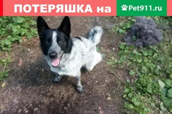 Пропала собака в Бородинском, между Приозерском и Выборгом