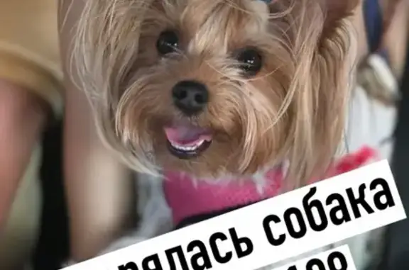 Объявления о пропавших и найденных животных, Астрахань, фото: Пропала собака в Астрахани на проезде Воробьева, 7