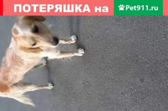Найдена собака на ул. Малоземельская, д. 3, Новороссийск