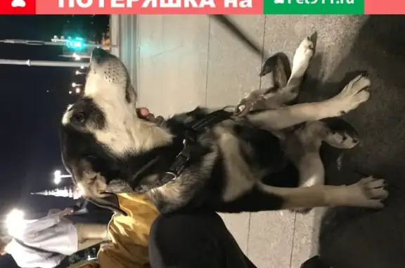 Собака найдена на Боровицкой площади