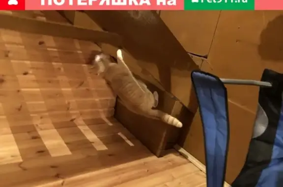 Найден рыжий кот в поселке Растущий, Екатеринбург