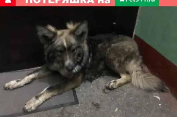 Собака Лапки на улице Седова, 44к1