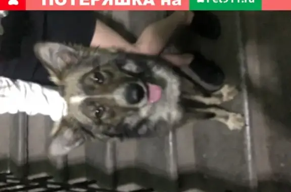 Найдена собака на ул. Седова-Крупской