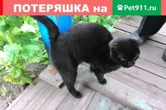 Найдена вислоухая кошка, ищет дом в Новосибирске