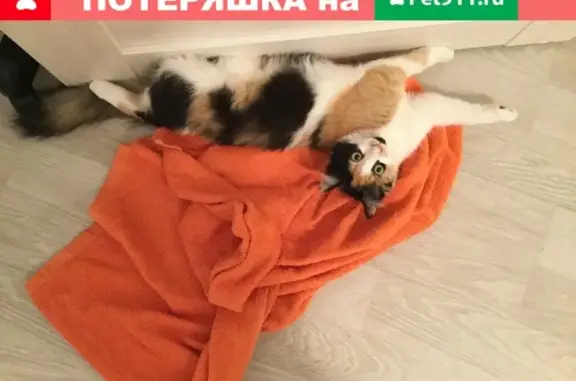 Пропала кошка в Одинцовском Ручье.