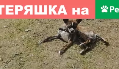 Собаки потеряшки, Большое Бедрино, фото: Потеряшка собака Бакс в Большом Бедрино, Нижегородская обл.