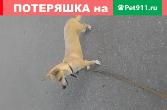 Собаки потеряшки, Нижний Новгород, фото: Потеряшка собака в Нижнем Новгороде, метро Автозаводская