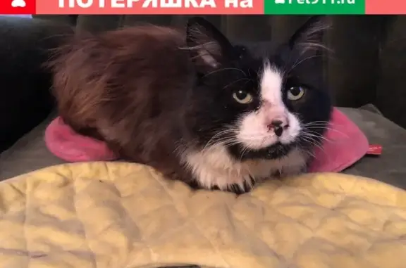 Найден домашний кот с ошейником в деревне Коняшино, Московская область